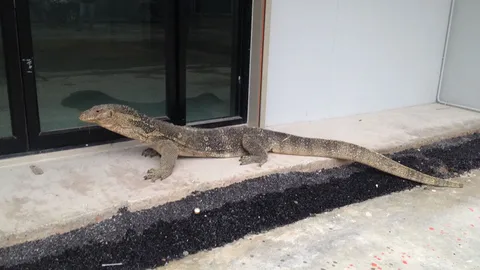 คนงานกรี๊ดลั่น หนีกระเจิง เห้ยักษ์ บุกโกดัง แรงเยอะฮึดสู้กว่าจะจับได้