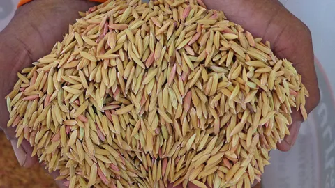 ร่วงหนัก! ราคาส่งออกข้าวหอมมะลิล่วงหน้า เดือน ธ.ค. ต่ำสุดรอบ 10 ปี 