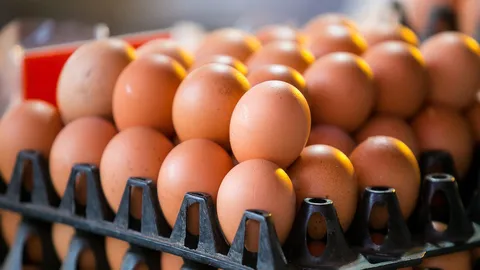 "กินไข่ทุกวัน กินไข่ทุกวัย กินอะไรใส่ไข่ด้วย"