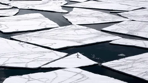 ดีใจกับเพนกวิน! มติเอกฉันท์ ‘รอสส์ ซี' จะเป็นพท.คุ้มครองทางทะเลใหญ่สุด