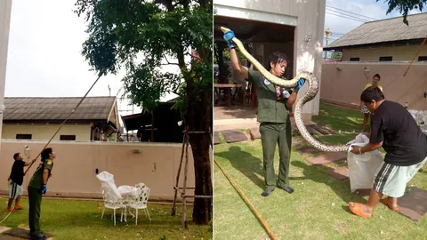 ไอ้เหลือม 5 ม. บุกบ้านริมน้ำ เลื้อยขึ้นต้นสะเดา 2 สาวปทุมฯ กรี๊ดลั่น!