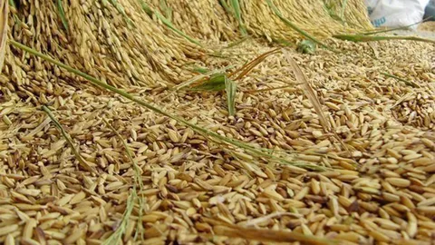 นบข.ไฟเขียวสินเชื่อชะลอขายข้าวเปลือกหอมมะลิ ตันละ 11,525 บาท 