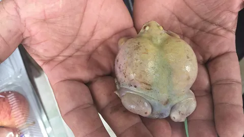 อึ่งปากขวดสีทองตาแดงเข้าบ้าน ลุงประจวบฯ เชื่อให้โชคดี ชาวบ้านขอดูตีเลข