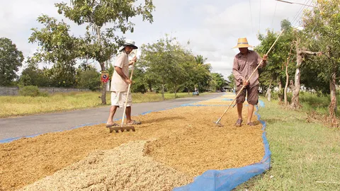 จะช่วยก็รีบช่วย ชาวนาครวญ  ปีนี้ขายข้าวไม่ได้เงิน คงต้องขายนาใช้หนี้