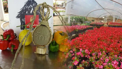 เกษตรกรเชียงราย นำหญ้าแฝกสานเป็นตะกร้า เพิ่มมูลค่าพืชผลการเกษตร