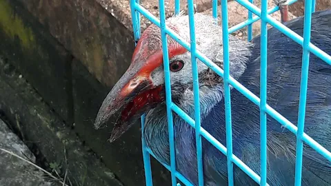 พบ 'นกอีโก้ง' หายากได้รับบาดเจ็บที่ภูเก็ต จนท.เร่งช่วยเหลือแล้ว