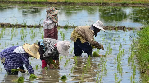 ‘ฉัตรชัย’ แก้ปมข้าว โดยให้ลดพื้นที่ปลูก