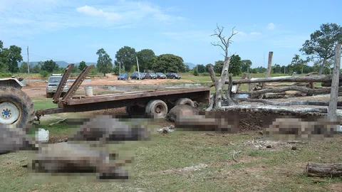 ผวา! ควายตาย 50 ตัว หวั่นโรคระบาด จนท.เร่งตรวจเชื้อ ห้ามนำไปกินเด็ดขาด