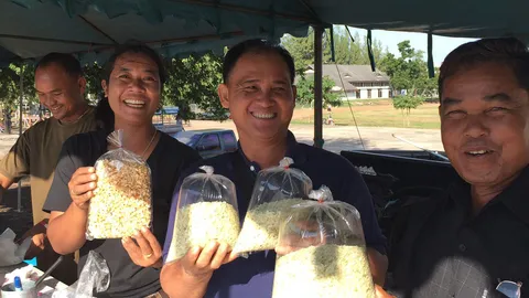 ชาวนาบุรีรัมย์ หันปลูกข้าวเหนียว ระบุได้ราคาดีมีตลาดรับซื้อ 