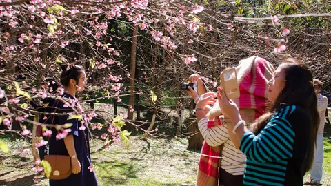 ดอกซากุระญี่ปุ่นบานที่ดอยอ่างขาง นทท.แห่สัมผัสหนาว ชื่นชมความงาม 