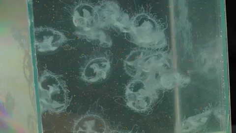 ชาวสกลนคร ตื่นแมงกะพรุนน้ำจืดแพร่พันธุ์ หวั่นเป็นอันตราย