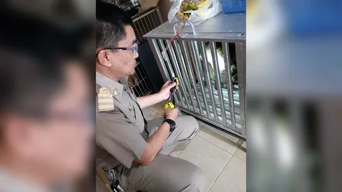 ลิงเเสมภูเก็ต ที่ถูกไฟฟ้าช็อต ล่าสุดอาการปลอดภัยแล้ว