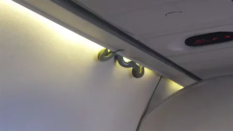 ช็อก! งูเป็นๆ โผล่ห้องโดยสารบินเม็กซิโก ต้องลงจอดฉุกเฉิน