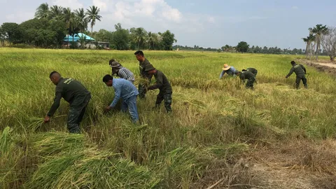 ทหารจัดกำลังพล ช่วยชาวนาอ่างทองเกี่ยวข้าว ลดปัญหาต้นทุนผลิต