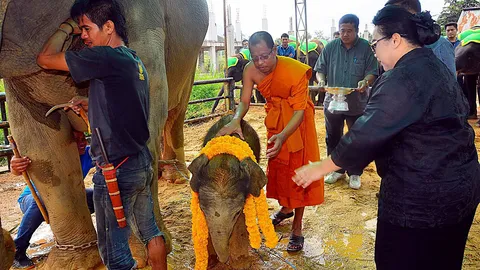สวนนงนุชพัทยา ทำพิธีรับขวัญลูกช้างตัวใหม่ ตั้งชื่อ 'พังถูกใจ' 
