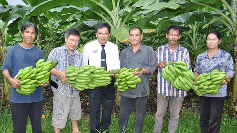 ชาวสวนละแม ขนกล้วยหอมทองส่งออกญี่ปุ่น 7 ตัน เข้า กทม. แจกคนถวายสักการะ
