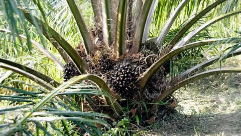 บิ๊กป้อม ชี้อุตสาหกรรมปาล์มน้ำมัน ทำเงินให้ไทย ปีละ 5 หมื่นล้าน