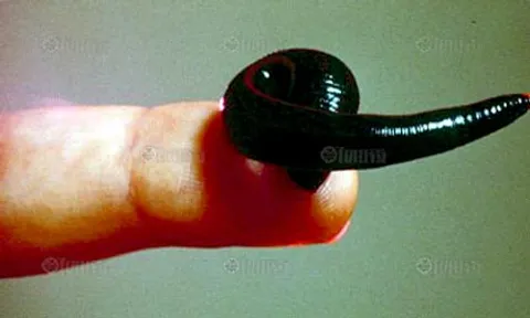 พบสายพันธุ์ใหม่สืบสายตั้งแต่ยุคดึกดำบรรพ์ปลิงดูดเลือดไดโนเสาร์