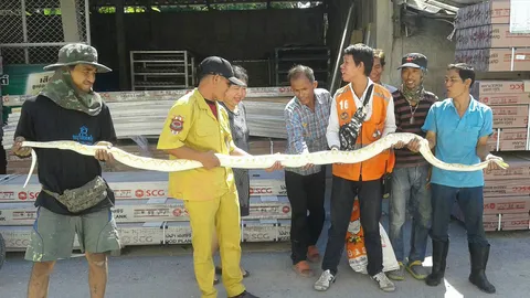 ไม่เคยเจอ งูเหลือมเผือก! เลื้อยซุกโกดังไม้ คอหวยฮือฮาแห่ดูเลขที่บ้าน 