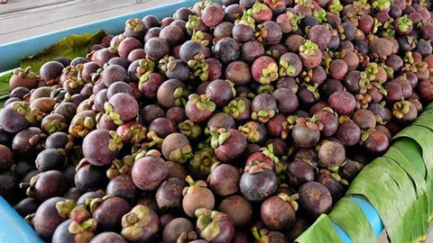 'มังคุดไทย' อร่อยโดนใจต่างชาติ สั่งซื้อกิ่งไม่อั้น อยากลองปลูกเอง