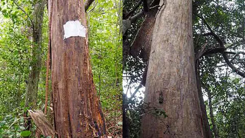 ทำพิธีบวงสรวงตัดไม้จันทน์หอม นายกฯชื่นชมจิตอาสา ร่วมทำดีเป็นกุศลใหญ่
