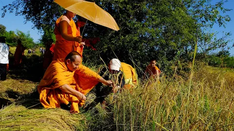 หลายจว.ร่วมใจช่วยชาวนา-เจ้าอาวาสวัดดังหนองคาย นำพระเณร ลงแขกเกี่ยวข้าว