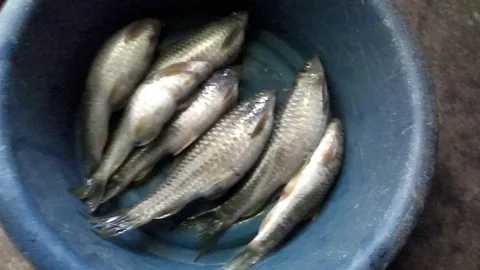 จับปีละครั้ง! ปลาหวดเทือกเขาบรรทัดไหลตามน้ำลงคลอง แกงส้มอร่อย-ขายราคาดี