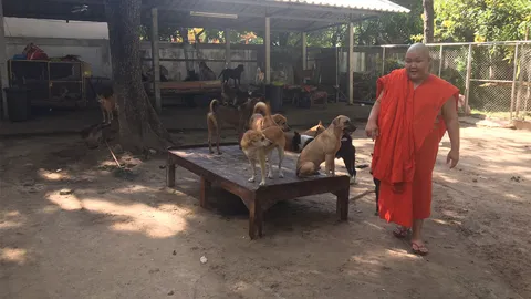 ขอให้สิ่งศักดิ์สิทธิ์ลงโทษ! วัดเชียงใหม่ ทนไม่ไหว แช่งคนนำหมามาปล่อย