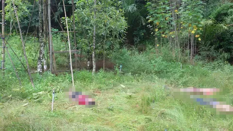 3 โจ๋ย่องสวนผลไม้ หวังฉกใบกระท่อม เจ้าของแอบปลูก ไฟช็อตดับหมู่