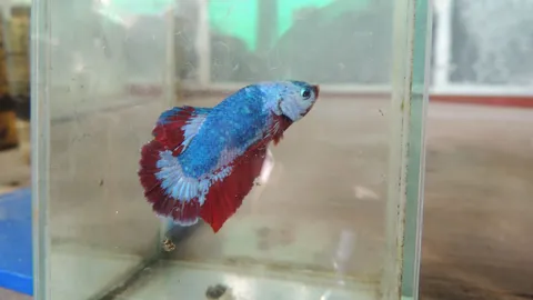 ปลาอะไรตัว 5 หมื่น! เปิดใจเจ้าของ"เจ้าไตรรงค์" ปลากัดลายธงธาติไทย 