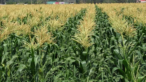 ครม.หมูไม่กลัวน้ำร้อน ดันเกษตรกรปลูกข้าวโพดเพิ่ม 2 ล้านไร่