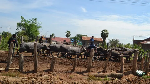 ปศุสัตว์สระแก้วเร่งฉีดวัคซีนป้องโรคคอบวม-ปากเท้าเปื่อย หลังควายตายอื้อ
