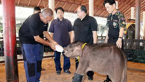 เยี่ยม‘ฟ้าแจ่ม’ช้างน้อยติดบ่วง ได้ดูดนม‘พังปุ๋ย’สวนนงนุช อาการดีขึ้น 