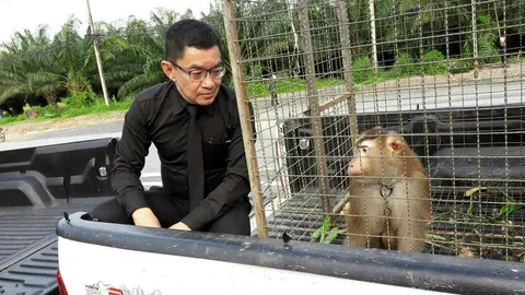 สัตวแพทย์พังงา ผ่าตัดใส่เหล็กแขนขวาลิงกังบาดเจ็บ คาด 5 วันถอดออกได้