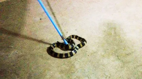 ผวา! งูสามเหลี่ยมยาว 2 เมตร เลื้อยเข้าบ้าน ชาวเชียงใหม่แจ้งกู้ภัยจับ