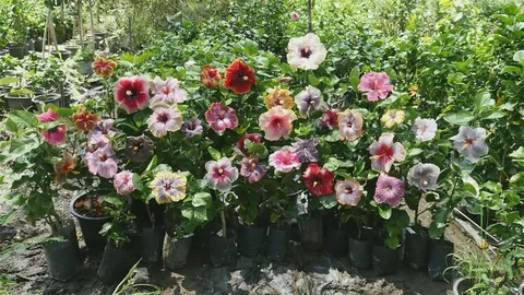 พ่อลูกจันทบุรี สะสมชบากว่า 400 สายพันธุ์! คิดค้นพันธุ์ใหม่เพิ่ม