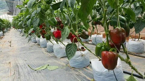 นทท.แห่ชมทะเลหมอก-พันธุ์ไม้เมืองหนาว ยอดดอยเชียงรายคึกคัก