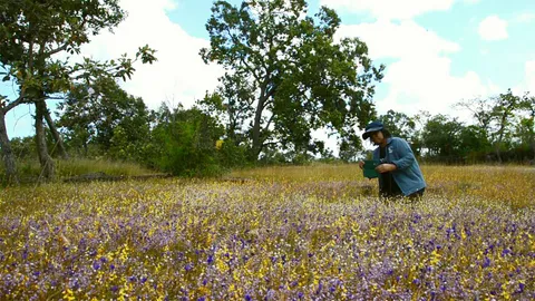 นทท. แห่ชมความงามหลากสีสันทุ่งดอกหญ้า-ดอกไม้ป่า ที่วนอุทยานน้ำตกผาหลวง