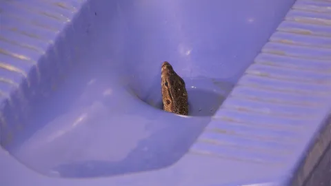  'ลูกเห้' โผล่คอห่าน ด.ช. 4 ขวบ นั่งปลดทุกข์ เด้งหนีทัน หวิดเป็นขันที