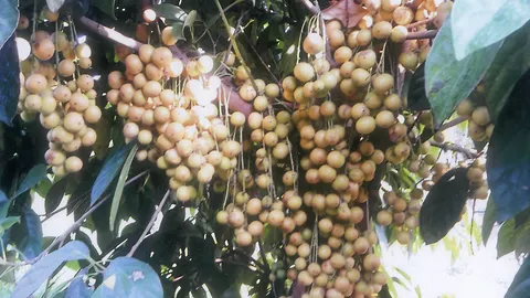 “มะไฟทองสยาม” ผลใหญ่ดกหวานอร่อย