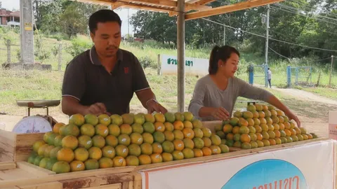  ส้มโชกุนขุนเขา อร่อยมาก! ปลูกที่ด่านซ้าย ขายข้างทางได้วันละหมื่น  