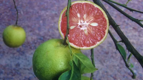 “มะนาวเนื้อสีชมพู”  กับที่มาพันธุ์เปรี้ยวหอม