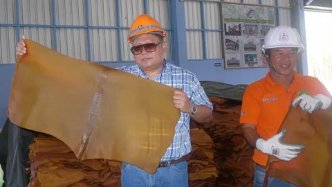 GMP…ยางแผ่นรมควัน มาตรฐานไทยสู่มาตรฐานโลก