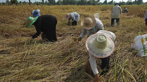 จับพ่อค้าขี้ฉ้อโกงชาวนา
