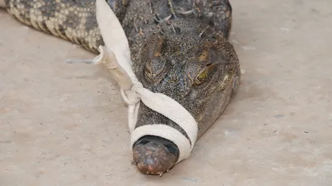 คนพิษณุโลกผวา! จระเข้น้ำจืด โผล่แม่น้ำน่านอีกตัว ติดลอบดักปลาชาวบ้าน