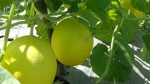 ราคาข้าวตกต่ำ! ชาวนาอ่างทอง พลิกวิกฤติ หันปลูกเมล่อน-แคนตาลูปขาย