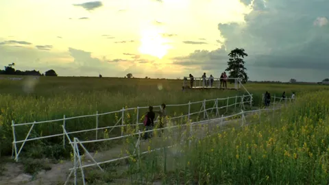 ทุ่งปอเทือง 80 ไร่บานสะพรั่ง! นทท.แวะฉะเชิงเทรา ชื่นชมความงาม