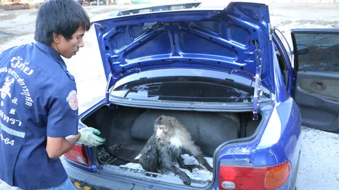 ลิงแสมต้นเรื่องคลิปดังหนุมานคลุกฝุ่น ถูกหมาหมู่รุมสกรัมเสียชีวิตแล้ว