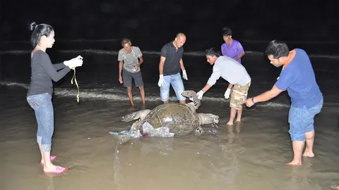 เสียดาย! พบซากทวดเต่าตนุ อายุนับ 100 ปี ลอยเกยหาด ที่ชุมพร 