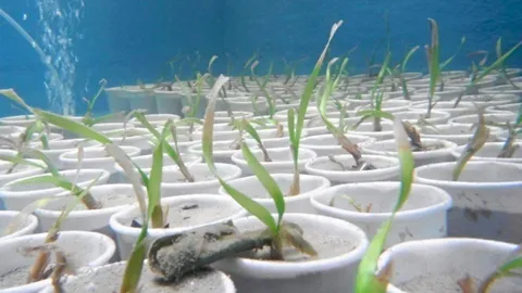 สิเกาปลูกหญ้าคาทะเล เพิ่มปูปลาให้ชายฝั่ง